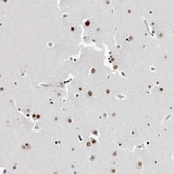 ORC1 Antibody, Novus Biologicals 0.1mL; Unlabeled:Antibodies, Polyclonal