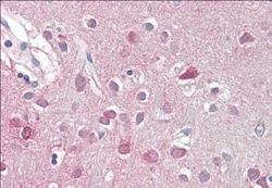 ORC3L Antibody, Novus Biologicals 0.1 mg | Buy Online | Novus Biologicals | Fisher Scientific