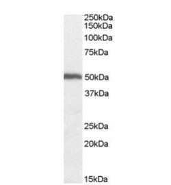 ORC4L Antibody, Novus Biologicals 0.1mg; Unlabeled:Antibodies, Polyclonal