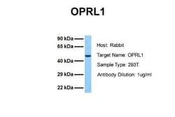 ORL1/OPRL1 Antibody, Novus Biologicals:Antibodies:Primary Antibodies