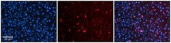 ORP8 Antibody, Novus Biologicals:Antibodies:Primary Antibodies