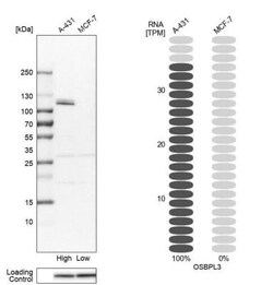 OSBPL3 Antibody, Novus Biologicals 0.1mL; Unlabeled:Antibodies, Polyclonal
