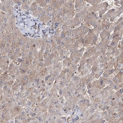 OTUD1 Antibody, Novus Biologicals 25 &mu;L | Buy Online | Novus Biologicals | Fisher Scientific