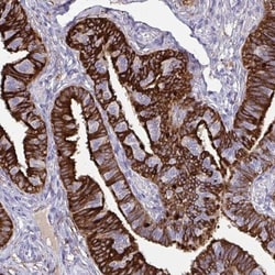 OVGP1 Antibody, Novus Biologicals 0.1mL; Unlabeled:Antibodies, Polyclonal