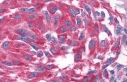 OXGR1/GPR80/P2Y15 Antibody - BSA Free, Novus Biologicals 0.05mL; Unlabeled:Antibodies,