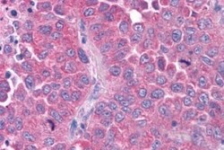 OXGR1/GPR80/P2Y15 Antibody - BSA Free, Novus Biologicals 0.05mL; Unlabeled:Antibodies,