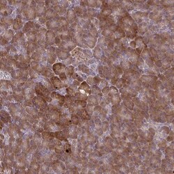 OXNAD1 Antibody, Novus Biologicals:Antibodies:Primary Antibodies