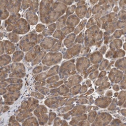 Cytochrome P450 2C9 Antibody, Novus Biologicals:Antibodies:Primary Antibodies