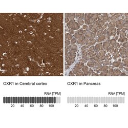 Cytochrome P450 2C9 Antibody, Novus Biologicals:Antibodies:Primary Antibodies