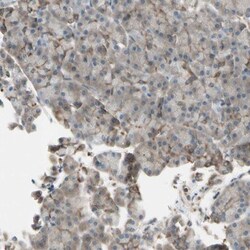 OXSR1 Antibody, Novus Biologicals 0.1mL; Unlabeled:Antibodies, Polyclonal