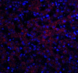 Occludin Antibody - BSA Free, Novus Biologicals:Antibodies:Primary Antibodies