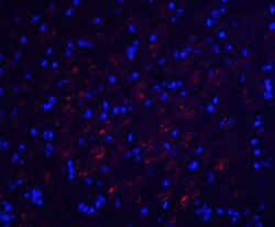 Occludin Antibody - BSA Free, Novus Biologicals:Antibodies:Primary Antibodies