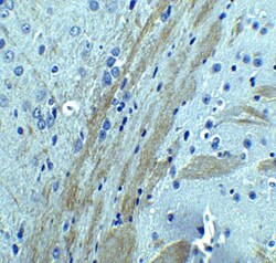 Occludin Antibody - BSA Free, Novus Biologicals:Antibodies:Primary Antibodies