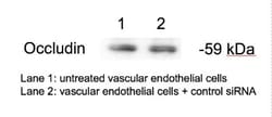 Occludin Antibody, Novus Biologicals:Antibodies:Primary Antibodies