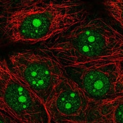 Olfactomedin-1/Noelin-1 Antibody, Novus Biologicals:Antibodies:Primary