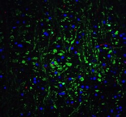 Olig2 Antibody - BSA Free, Novus Biologicals:Antibodies:Primary Antibodies