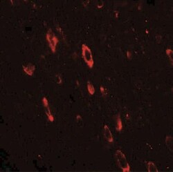 Olig2 Antibody - BSA Free, Novus Biologicals:Antibodies:Primary Antibodies