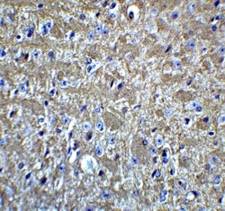 Olig2 Antibody - BSA Free, Novus Biologicals:Antibodies:Primary Antibodies