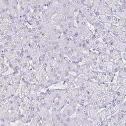 Olig2 Antibody, Novus Biologicals:Antibodies:Primary Antibodies