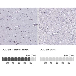 Olig2 Antibody, Novus Biologicals:Antibodies:Primary Antibodies