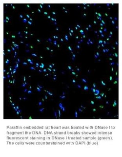 Novus Biologicals&trade;&nbsp;OneStep TUNEL Apoptosis Kit, FITC