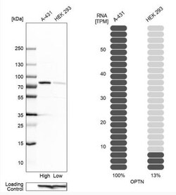 Optineurin Antibody, Novus Biologicals:Antibodies:Primary Antibodies