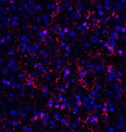 Orai1 Antibody (3F6H5) - BSA Free, Novus Biologicals 0.1mg; Unlabeled:Antibodies,