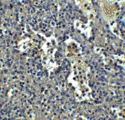 Orai1 Antibody (3F6H5) - BSA Free, Novus Biologicals 0.1mg; Unlabeled:Antibodies,