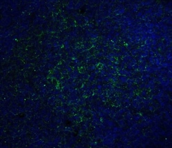 Orai1 Antibody (6D11A11) - BSA Free, Novus Biologicals 0.1mg; Unlabeled:Antibodies,