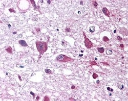 Orexin A/Hypocretin-1 Antibody - BSA Free, Novus Biologicals 0.1 mL | Buy Online | Novus Biologicals | Fisher Scientific