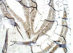 Orexin Antibody, Novus Biologicals 100 &mu;g | Buy Online | Novus Biologicals | Fisher Scientific