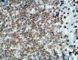 Orexin Antibody, Novus Biologicals 100 &mu;g | Buy Online | Novus Biologicals | Fisher Scientific