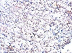 Orexin Antibody, Novus Biologicals 100 &mu;g | Buy Online | Novus Biologicals | Fisher Scientific