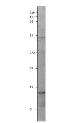 Orexin Antibody, Novus Biologicals 100 &mu;g | Buy Online | Novus Biologicals | Fisher Scientific