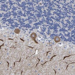 Orexin R1/HCRTR1 Antibody, Novus Biologicals:Antibodies:Primary Antibodies