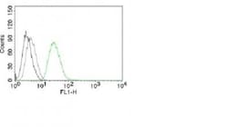 Mouse anti-Ornithine Decarboxylase, Clone: ODC1/485, Azide Free, Novus