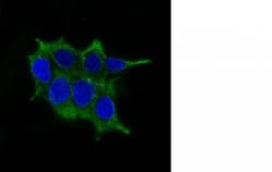 Mouse anti-Ornithine Decarboxylase, Clone: ODC1/485, Azide Free, Novus
