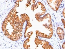 Mouse anti-Ornithine Decarboxylase, Clone: ODC1/485, Azide Free, Novus