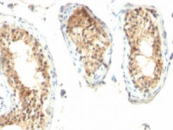 Mouse anti-Ornithine Decarboxylase, Clone: ODC1/485, Azide Free, Novus