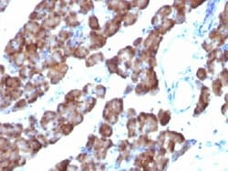 Mouse anti-Ornithine Decarboxylase, Clone: ODC1/485, Azide Free, Novus