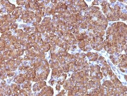 Ornithine Decarboxylase Antibody (ODC1/486), Novus Biologicals 0.2mg; Unlabeled:Antibodies,