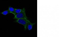Ornithine Decarboxylase Antibody (ODC1/487), Novus Biologicals 0.2mg; Unlabeled:Antibodies,