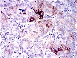 Osteopontin/OPN Antibody (7C5H12) - BSA Free, Novus Biologicals 0.1mL;