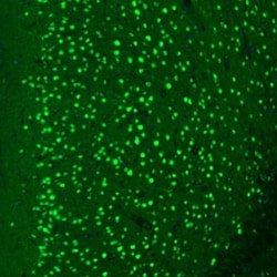 Otubain-1 Antibody, Novus Biologicals:Antibodies:Primary Antibodies