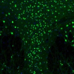 Otubain-1 Antibody, Novus Biologicals:Antibodies:Primary Antibodies