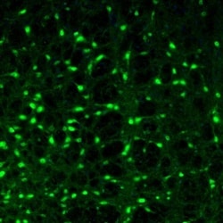 Otubain-1 Antibody, Novus Biologicals:Antibodies:Primary Antibodies