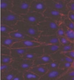 P-Cadherin Antibody (MM0508-9V11) - Azide and BSA Free, Novus Biologicals