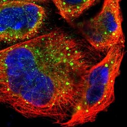 P-Rex1 Antibody, Novus Biologicals:Antibodies:Primary Antibodies