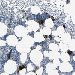 P-Selectin/CD62P Antibody, Novus Biologicals 0.1mL; Unlabeled:Antibodies,