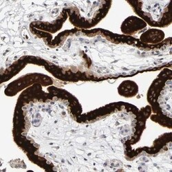P11 Antibody, Novus Biologicals:Antibodies:Primary Antibodies